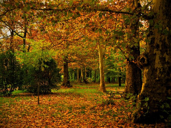 Campo, madrid, деревья, испания, листья, осень, парк, природа, ствол, фото