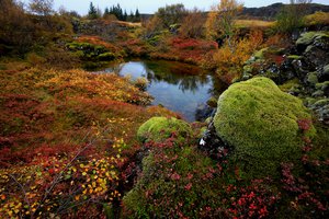 Обои на рабочий стол: National Park Thingvellir, деревья, исландия, камни, мох, озеро, осень