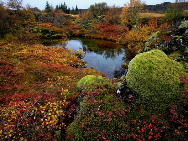 National Park Thingvellir, деревья, исландия, камни, мох, озеро, осень