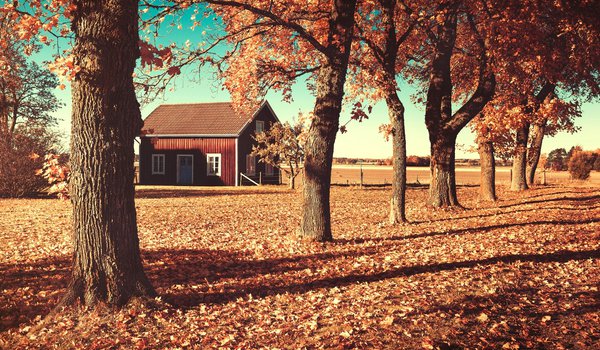 Обои на рабочий стол: деревья, дом, домик, листья, оранжевые, осень, поле, природа