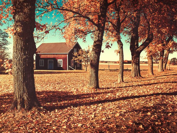 деревья, дом, домик, листья, оранжевые, осень, поле, природа