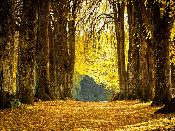 аллея, желтые, листья, опавшие, осень, парк