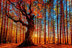 Обои на рабочий стол: деревья, лес, листва, небо, осень, солнце