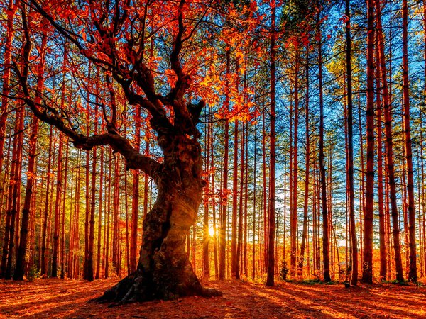 деревья, лес, листва, небо, осень, солнце