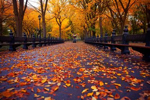 Обои на рабочий стол: autumn, bench, leaves, nature, new york city, park, trees, view, walk, аlley, аллея, деревья, листья, нью-йорк, осень, парк, природа, скамейка