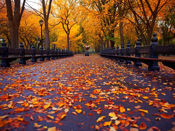 autumn, bench, leaves, nature, new york city, park, trees, view, walk, аlley, аллея, деревья, листья, нью-йорк, осень, парк, природа, скамейка