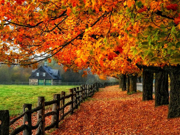 autumn, branches, colorful, colors, fall, foliage, glow, leaves, mirrored, nature, path, road, shine, tree, деревья, дом, дорога, листья, осень, природа