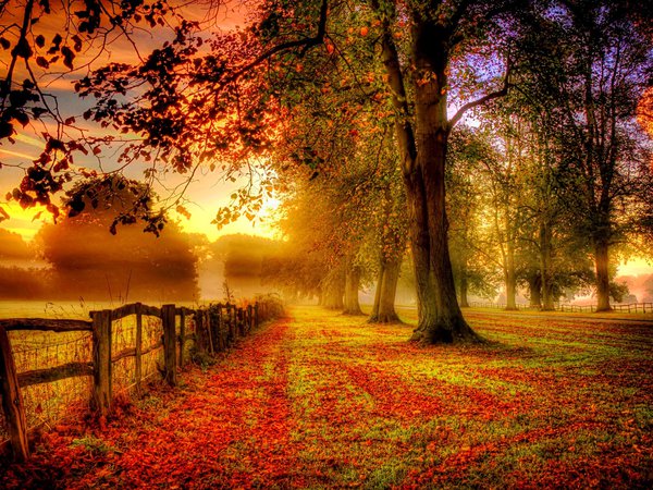autumn, colorful, colors, fall, leaves, nature, park, path, road, trees, walk, деревья, дорога, листья, осень, парк, природа