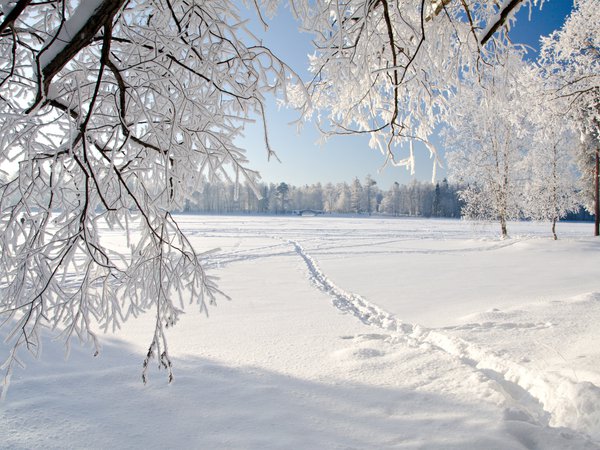 ice, landscape, nature, weeping tree, winter, зима, лед, пейзаж, плача деревья, природа