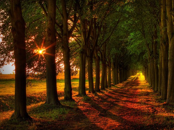 autumn, colorful, colors, fall, field, forest, leaves, nature, path, road, trees, walk, деревья, дорога, лес, листья, осень, поле, природа