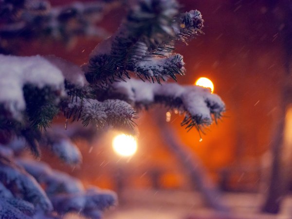 ветка, вечер, дерево, елка, ель, зима, макро, огни, природа, снег