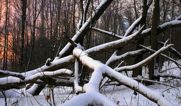 Обои на рабочий стол: дерево, лес, снег