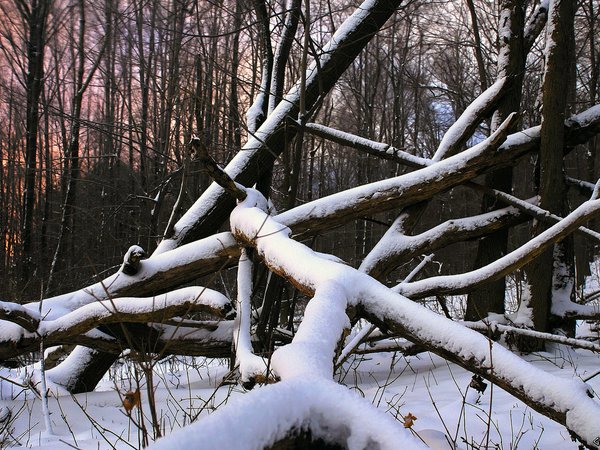 дерево, лес, снег