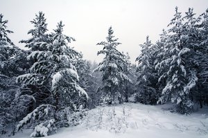 Обои на рабочий стол: деревья, зима, лес, снег