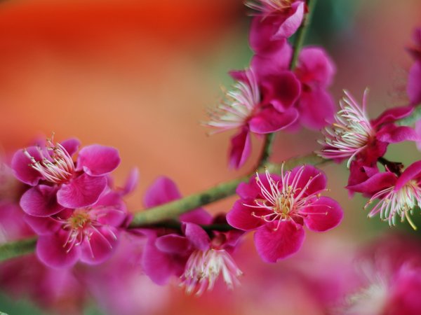 Абрикос японский, ветка, макро, размытость, фон, цветение, цветки