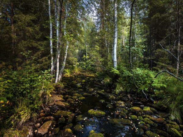 Андрей Шарапов, камни, лес, природа, ручей