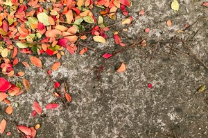 Обои на рабочий стол: autumn, colorful, leaves, листья, осень, фон