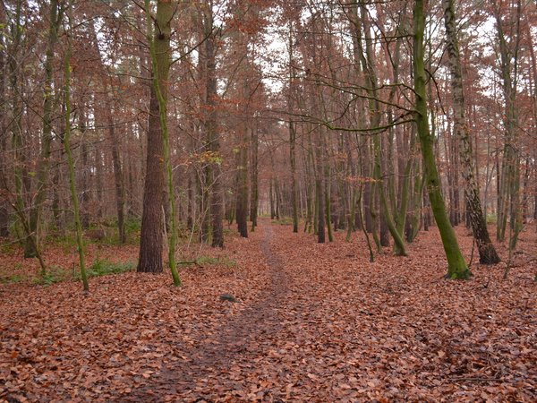 autumn, fall, forest, leaves, лес, листва, листопад, осень, тропа