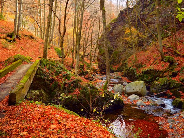 autumn, fall, forest, leaves, лес, листва, осень, ручей