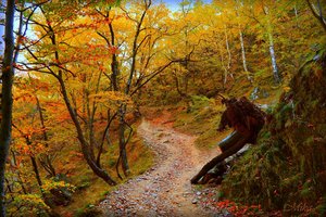 Обои на рабочий стол: autumn, fall, forest, лес, осень, тропинка