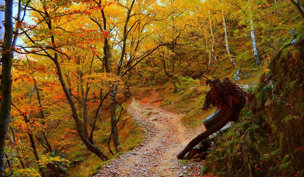 Обои на рабочий стол: autumn, fall, forest, лес, осень, тропинка