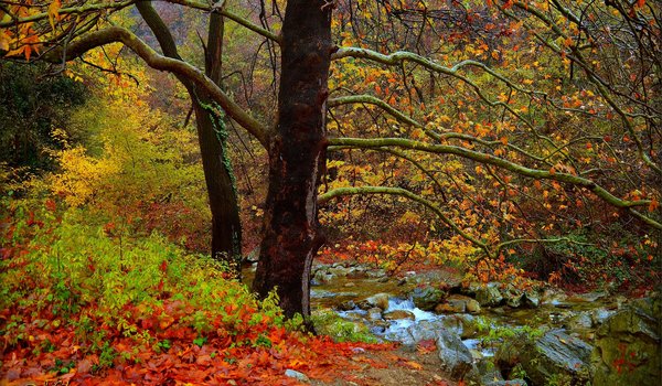 Обои на рабочий стол: autumn, fall, forest, river, Tees, деревья, лес, осень, речка