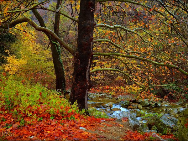 autumn, fall, forest, river, Tees, деревья, лес, осень, речка