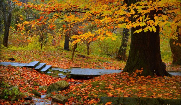 Обои на рабочий стол: autumn, fall, park, trees, деревья, листва, осень, парк