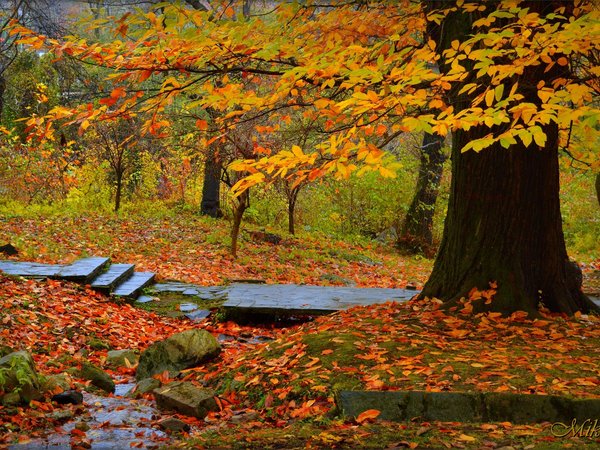 autumn, fall, park, trees, деревья, листва, осень, парк
