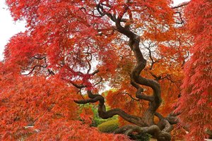 Обои на рабочий стол: autumn, colors, fall, tree, дерево, осень