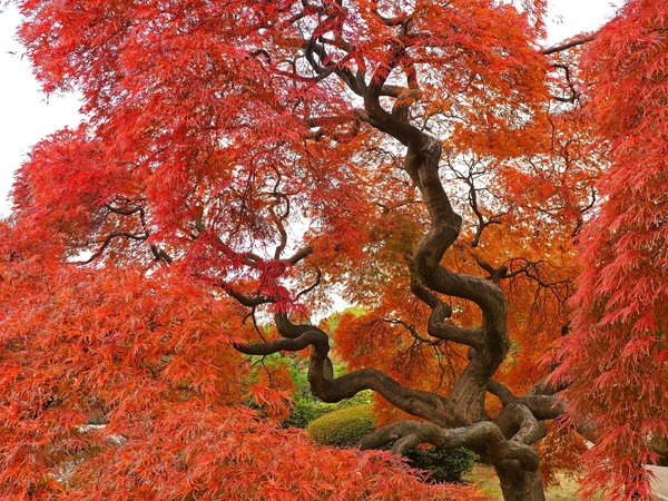 autumn, colors, fall, tree, дерево, осень