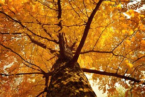Обои на рабочий стол: autumn, fall, tree, дерево, осень