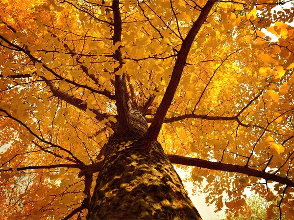 autumn, fall, tree, дерево, осень
