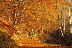 Обои на рабочий стол: autumn, forest, leaves, path, trees, деревья, лес, листва, листопад, листья, осень, роща, тропинка