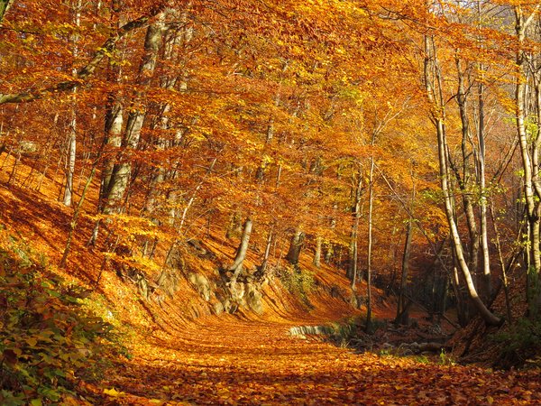 autumn, forest, leaves, path, trees, деревья, лес, листва, листопад, листья, осень, роща, тропинка
