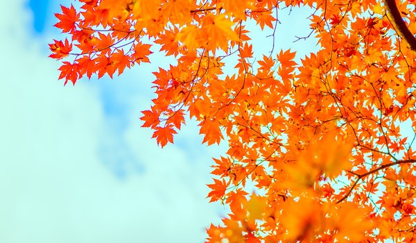 Обои на рабочий стол: autumn, leaves, maple, sky, клён, листья, небо, осень