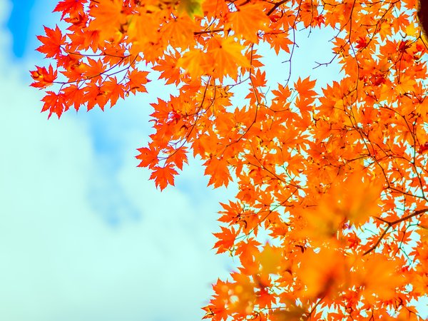 autumn, leaves, maple, sky, клён, листья, небо, осень