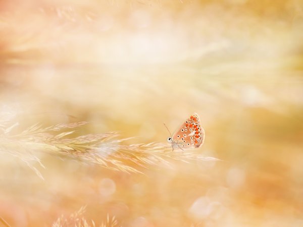 бабочка, природа, свет