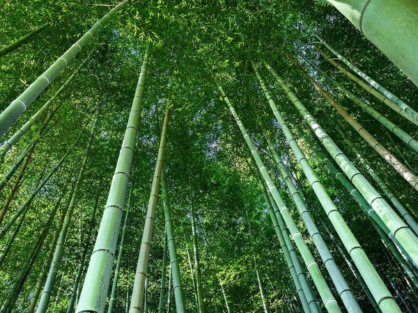 nature, summer, trees, бамбук, зеленый, лето, солнечный свет