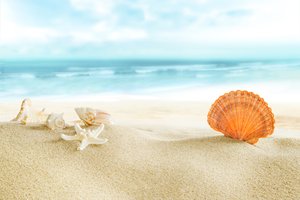 Обои на рабочий стол: beach, sand, sea, seashells, sun