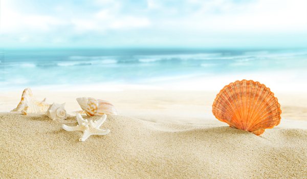 Обои на рабочий стол: beach, sand, sea, seashells, sun