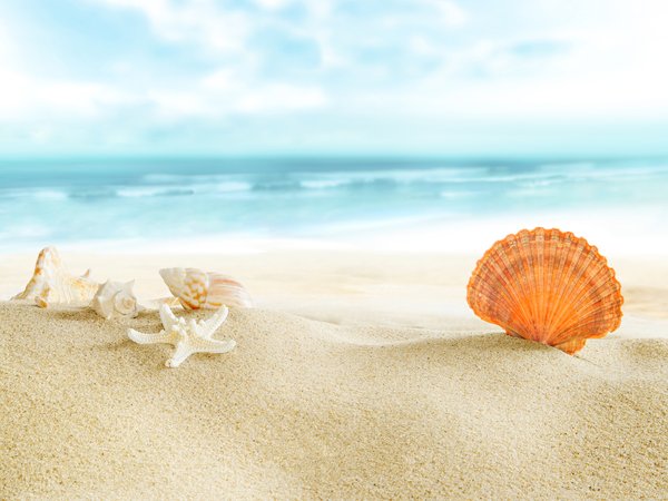 beach, sand, sea, seashells, sun