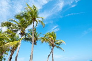 Обои на рабочий стол: beach, beautiful, palms, paradise, seascape, summer, tropical, берег, лето, небо, пальмы, пляж