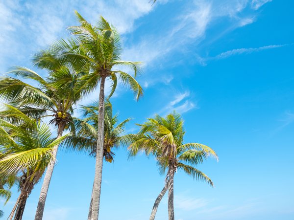 beach, beautiful, palms, paradise, seascape, summer, tropical, берег, лето, небо, пальмы, пляж