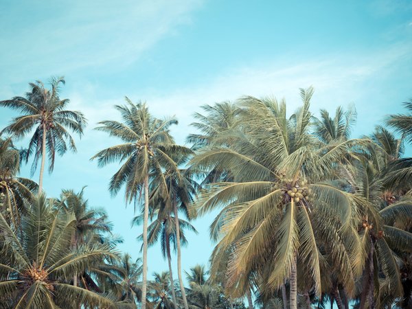beach, beautiful, palms, paradise, summer, tropical, лето, небо, пальмы, пляж
