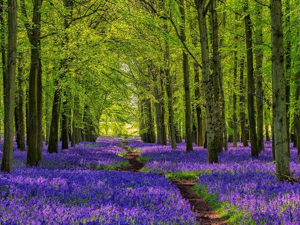Bluebells, flowers, forest, nature, path, plants, trees, walkway
