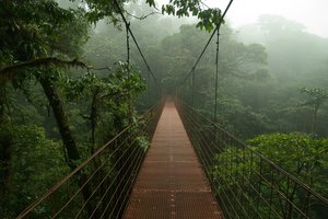 Обои на рабочий стол: bridge, Different, fog, picture, trees, wallpaper