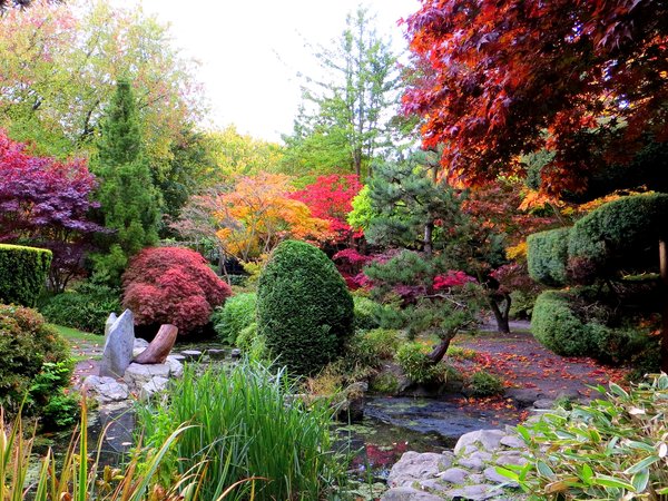 Calderstones Park Liverpool, англия, деревья, парк