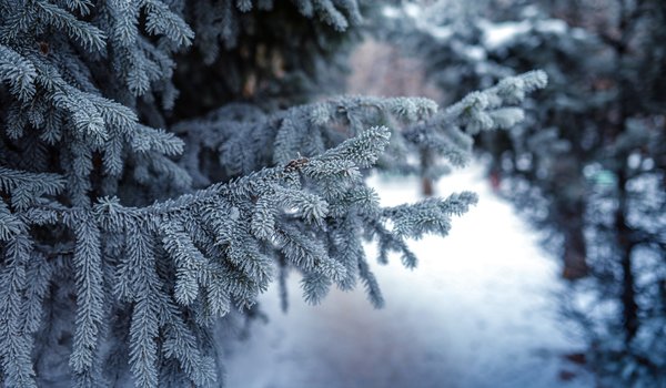 Обои на рабочий стол: christmas tree, evening, snow, ветка, вечер, елка, снег