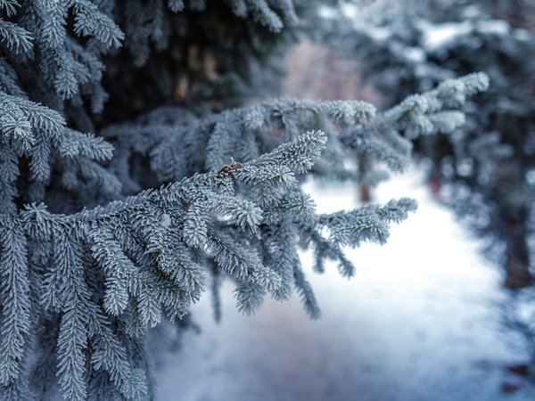 christmas tree, evening, snow, ветка, вечер, елка, снег
